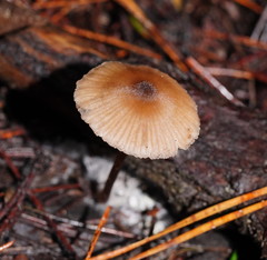 Entoloma aromaticum