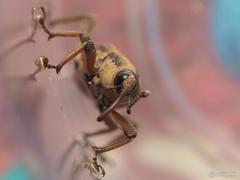 Rhabdoscelus lineaticollis