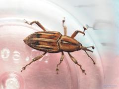 Rhabdoscelus lineaticollis