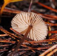 Entoloma aromaticum