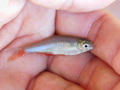 Bloodfin tetra (Aphyocharax anisitsi) — Characidae — 2