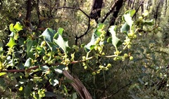 Muehlenbeckia rhyticarya