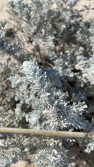 Artemisia pycnocephala