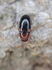 Dacne bipustulata