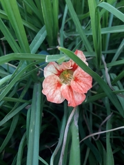 Tropaeolum majus