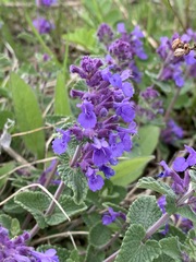 Nepeta racemosa racemosa