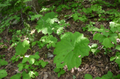 Astilboides tabularis