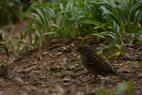 House Sparrow photographed in Georgia