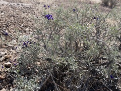 Psorothamnus fremontii