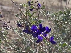 Psorothamnus fremontii