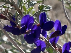 Psorothamnus fremontii