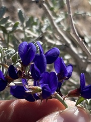 Psorothamnus fremontii