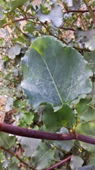 Muehlenbeckia rhyticarya