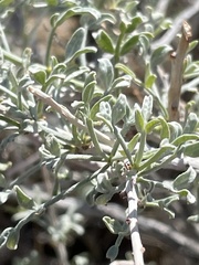 Psorothamnus fremontii