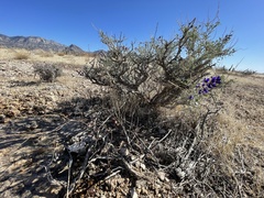 Psorothamnus fremontii