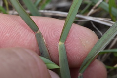 Chloris texensis
