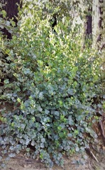 Muehlenbeckia rhyticarya
