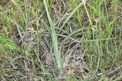 Chloris texensis