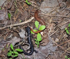 Plethodon glutinosus