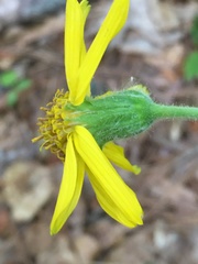 Arnica acaulis
