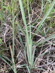 Chloris texensis
