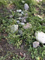 Capsella bursa-pastoris