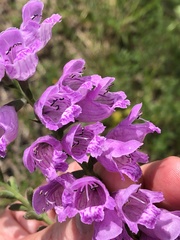 Physostegia pulchella