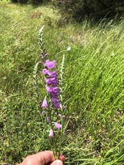 Physostegia pulchella