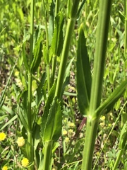 Physostegia pulchella