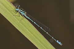 Austroagrion exclamationis