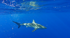 Carcharhinus galapagensis