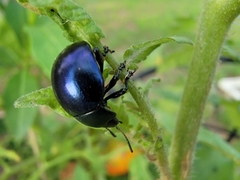 Leptinotarsa haldemani