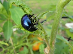 Leptinotarsa haldemani