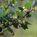 Birchleaf Mountain Mahogany - Photo (c) Steve Matson, some rights reserved (CC BY), uploaded by Steve Matson