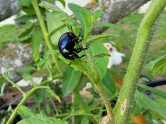 Leptinotarsa haldemani