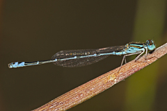 Austroagrion exclamationis