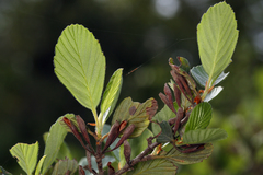 Cercocarpus betuloides blancheae