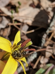 Andrena erythronii