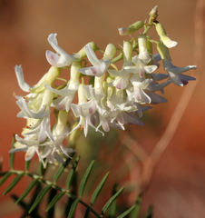 Astragalus racemosus