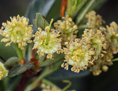 Cercocarpus betuloides blancheae