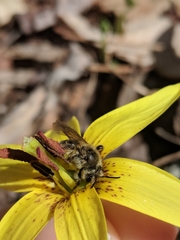 Andrena erythronii