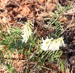 Astragalus racemosus