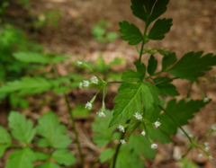 Osmorhiza aristata