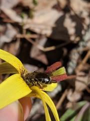 Andrena erythronii