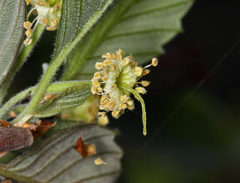 Cercocarpus betuloides blancheae