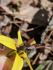 Andrena erythronii