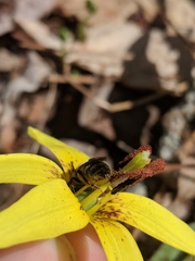 Andrena erythronii