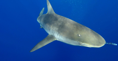Carcharhinus galapagensis