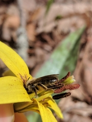 Andrena erythronii