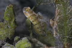 Amblygobius sphynx